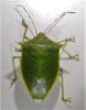 307165 – Photo : Bernard Perthuis – Guyane française